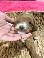 Ollie, a male Cavapoo and Cavalier King Charles Spaniel for sale in Missouri, MO – 3 of 7