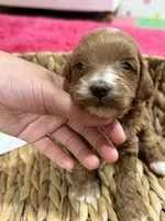 Ollie, a male Cavapoo and Cavalier King Charles Spaniel for sale in Missouri, MO – 4 of 7