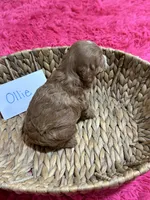 Ollie, a male Cavapoo and Cavalier King Charles Spaniel for sale in Missouri, MO – 7 of 7
