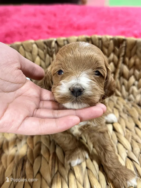 Ollie – Cavapoo, Cavalier King Charles Spaniel puppy for sale in Missouri, MO
