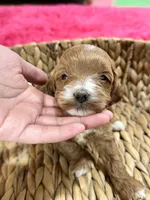Ollie, a male Cavapoo and Cavalier King Charles Spaniel for sale in Missouri, MO – 1 of 7