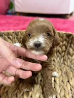 Ollie, a male Cavapoo and Cavalier King Charles Spaniel for sale in Missouri, MO – 2 of 7
