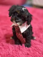 Gabriel , a male Cavapoo and Cavalier King Charles Spaniel for sale in Marshfield, MO – 4 of 10