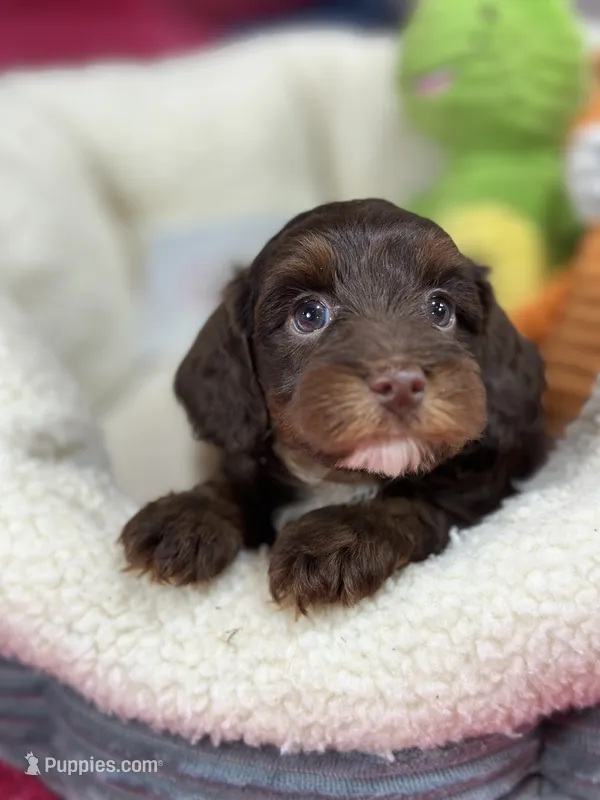 Coco – Cavapoo, Cavalier King Charles Spaniel puppy for sale in Marshfield, MO