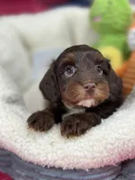 Coco, a female Cavapoo and Cavalier King Charles Spaniel for sale in Marshfield, MO – 1 of 10