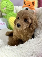 Phoebe, a female Cavapoo and Cavalier King Charles Spaniel for sale in Marshfield, MO – 6 of 8