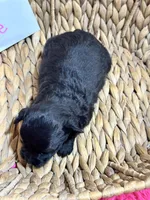 Olive, a female Schnoodle for sale in Missouri, MO – 3 of 6