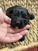 Olive, a female Schnoodle for sale in Missouri, MO – 6 of 6