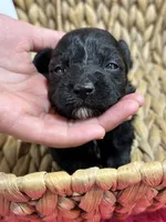 Olive, a female Schnoodle for sale in Missouri, MO – 2 of 6