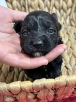 Olive, a female Schnoodle for sale in Missouri, MO – 1 of 6