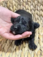 Olive, a female Schnoodle for sale in Missouri, MO – 5 of 6