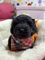 Elvis, a male Cavapoo and Cavalier King Charles Spaniel for sale in Marshfield, MO – 5 of 10