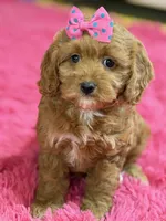 Lily, a female Cavapoo and Cavalier King Charles Spaniel for sale in Marshfield, MO – 8 of 10