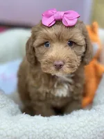 Rose, a female Cavapoo and Cavalier King Charles Spaniel for sale in Marshfield, MO – 1 of 7