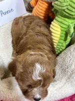 Annie , a female Cavapoo and Cavalier King Charles Spaniel for sale in Marshfield, MO – 4 of 10