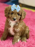 Bailey , a female Cavapoo and Cavalier King Charles Spaniel for sale in Marshfield, MO – 5 of 10
