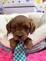 Opie, a male Cavapoo and Cavalier King Charles Spaniel for sale in Marshfield, MO – 7 of 10