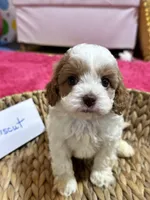 Biscuit, a male Cavapoo and Cavalier King Charles Spaniel for sale in Missouri, MO – Photo 2 of 7