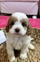 Biscuit, a male Cavapoo and Cavalier King Charles Spaniel for sale in Missouri, MO – Photo 1 of 7