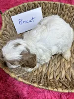 Biscuit, a male Cavapoo and Cavalier King Charles Spaniel for sale in Missouri, MO – Photo 7 of 7