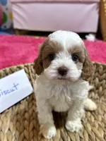 Biscuit, a male Cavapoo and Cavalier King Charles Spaniel for sale in Missouri, MO – Photo 3 of 7