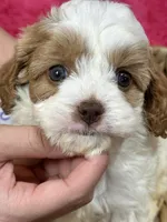 Biscuit, a male Cavapoo and Cavalier King Charles Spaniel for sale in Missouri, MO – Photo 5 of 7