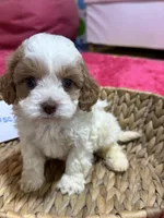 Biscuit, a male Cavapoo and Cavalier King Charles Spaniel for sale in Missouri, MO – Photo 6 of 7
