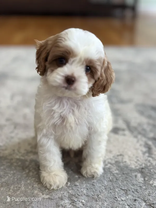Biscuit – Cavapoo, Cavalier King Charles Spaniel puppy for sale in Missouri, MO