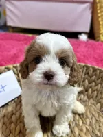 Biscuit, a male Cavapoo and Cavalier King Charles Spaniel for sale in Missouri, MO – Photo 4 of 7