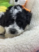 Tulip, a female Cavapoo and Cavalier King Charles Spaniel for sale in Marshfield, MO – 4 of 7