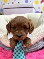Opie, a male Cavapoo and Cavalier King Charles Spaniel for sale in Marshfield, MO – 8 of 10