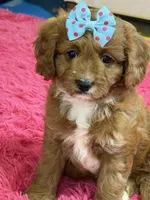 Bailey , a female Cavapoo and Cavalier King Charles Spaniel for sale in Marshfield, MO – 7 of 10