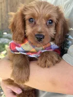 Marty, a male Cavapoo and Cavalier King Charles Spaniel for sale in Marshfield, MO – 2 of 10