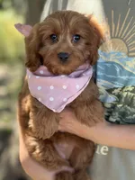 Joy, a female Cavapoo and Cavalier King Charles Spaniel for sale in Marshfield, MO – 6 of 10