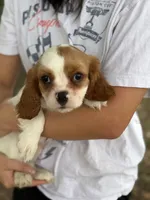 Johnny, a male Cavalier King Charles Spaniel for sale in Marshfield, MO – 4 of 10