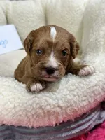 Hugo , a male Cavapoo and Cavalier King Charles Spaniel for sale in Marshfield, MO – 3 of 7