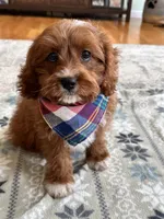 Jasper , a male Cavapoo and Cavalier King Charles Spaniel for sale in Marshfield, MO – 9 of 10