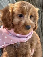 Joy, a female Cavapoo and Cavalier King Charles Spaniel for sale in Marshfield, MO – 4 of 10