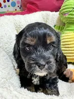 Billy , a male Cavapoo and Cavalier King Charles Spaniel for sale in Marshfield, MO – 3 of 6