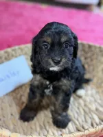 Paisley, a female Cavapoo and Cavalier King Charles Spaniel for sale in Marshfield, MO – 7 of 10