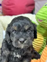 Gabe, a male Cavapoo and Cavalier King Charles Spaniel for sale in Marshfield, MO – 5 of 9