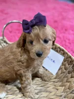 Jasmine, a female Cavapoo and Cavalier King Charles Spaniel for sale in Marshfield, MO – 2 of 9