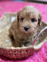 Jasmine, a female Cavapoo and Cavalier King Charles Spaniel for sale in Marshfield, MO – 5 of 9