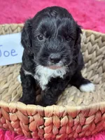 Joe, a male Cavapoo and Cavalier King Charles Spaniel for sale in Marshfield, MO – 5 of 7