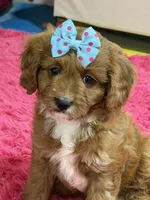 Bailey , a female Cavapoo and Cavalier King Charles Spaniel for sale in Marshfield, MO – 8 of 10