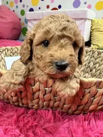 Gus, a male Cavapoo and Cavalier King Charles Spaniel for sale in Marshfield, MO – 4 of 10