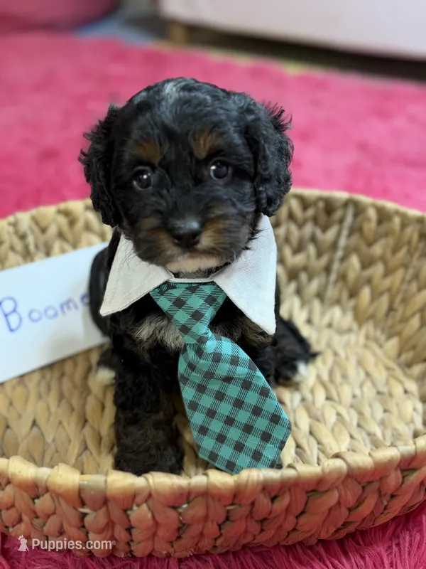 Boomer – Cavapoo, Cavalier King Charles Spaniel puppy for sale in Marshfield, MO