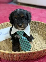 Boomer, a male Cavapoo and Cavalier King Charles Spaniel for sale in Marshfield, MO – 1 of 9