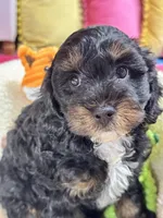 Benny, a male Cavapoo and Cavalier King Charles Spaniel for sale in Marshfield, MO – 2 of 10