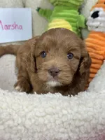 Marsha, a female Cavapoo and Cavalier King Charles Spaniel for sale in Marshfield, MO – 8 of 10